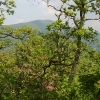 I ) Cold Mountain From The Narrows Section of the Art Loeb Trail