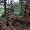 H ) Gnarly Old Wood Along the Art Loeb Trail