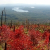 N ) The Sumac Was In Full Autumn Regalia