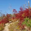 A ) The Shortoff Mountain Trail on the Way Up