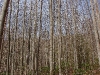 B ) Young Saplings