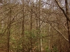 D ) Slate Rock Through the Trees