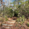 A ) Thompson Creek Trailhead Along FR 1206