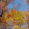 I ) The Colors Were Awesome Against the Bright October Sky
