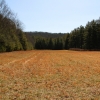 I ) Field at Trailhead of Tarklin Branch Trail to Wintergreen Falls