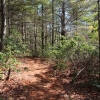 H ) In the Forest Along the Switchback Trail