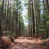 J ) Tall Forest Along the Tarklin Branch Trail
