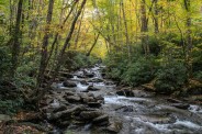 Forest and stream
