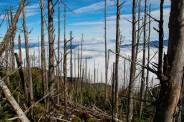 Dead hemlock