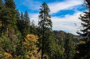 Forest scene
