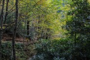 Meanderthals