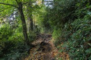Roots on the trail