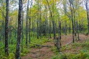 Birch and ferns