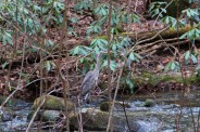 Blue heron