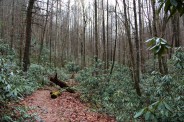 Cold Spring Branch Trail