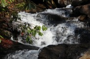 Icicles on the rhododendron