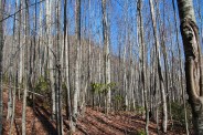Saplings on Thompson Creek