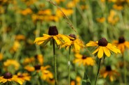 Coneflowers