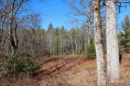 Forest view