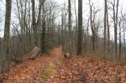 Lower section of the trail