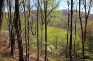 Dogwood in the forest