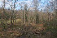 Abandoned beaver dam
