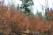 Young birch trees