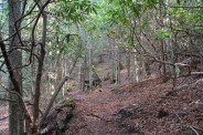 North part of the trail