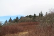 Vegetation on Rough Butt