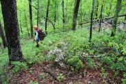 Bushwhacking downhill
