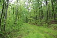 Grassy trail