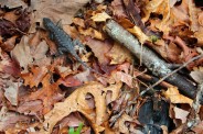 Lizard