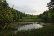 Allen Branch Pond