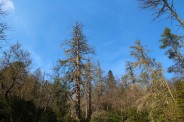 Hemlock