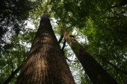 Giants