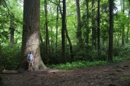 Old growth forest