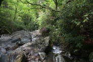 Early season rhododendron