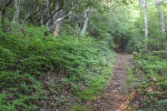 Case Camp Trail