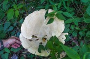 Fungus