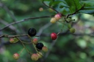 Ripening