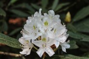 Rosebay rhododendron