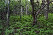 Trailside foliage