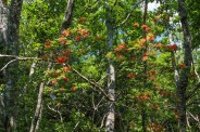 Flame azalea