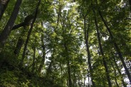 Dense forest