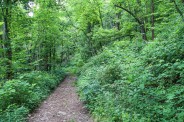 Hemlock