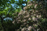 Mountain Laurel