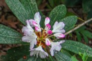 Rosebay rhododendron