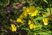 Sundrops