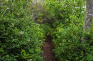 Art Loeb Trail