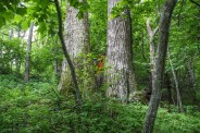 Twin giants